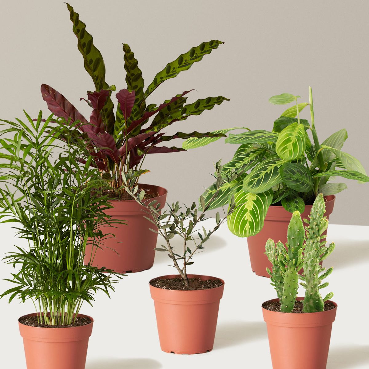 Pet-Friendly Plant Parent Set - 5 Plants / Grow Pot / Plastic