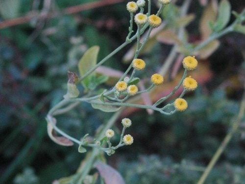 Costmary Plant Care - How To Grow A Costmary Herb Plant | Gardening Know How
