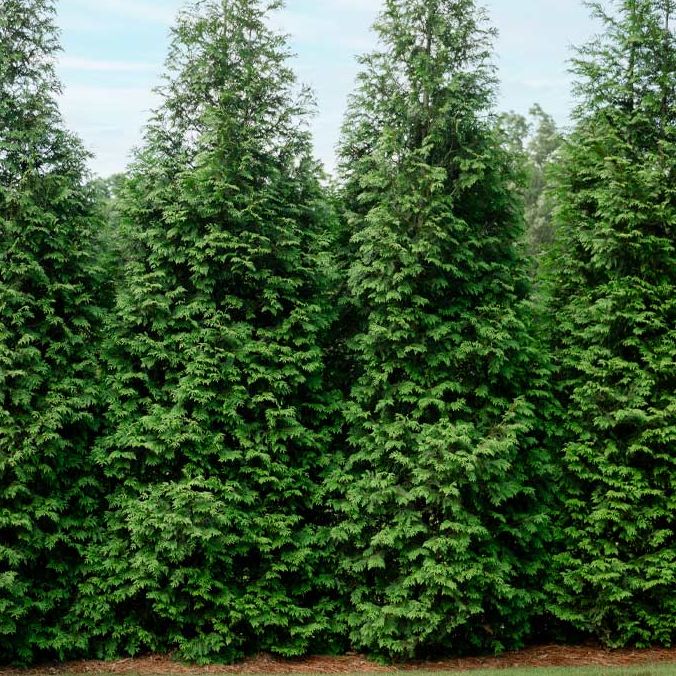 Thuja Green Giant Arborvitae