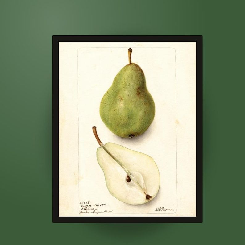 1913 Bartlett Pear Print &amp;mdash; Vintage Botanical Watercolor