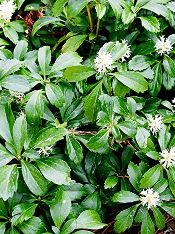 3 Pachysandra Terminalis Green Carpet/japanese Spurge in 9cm Pots, Groundcover 3fatpigs&amp;reg;
