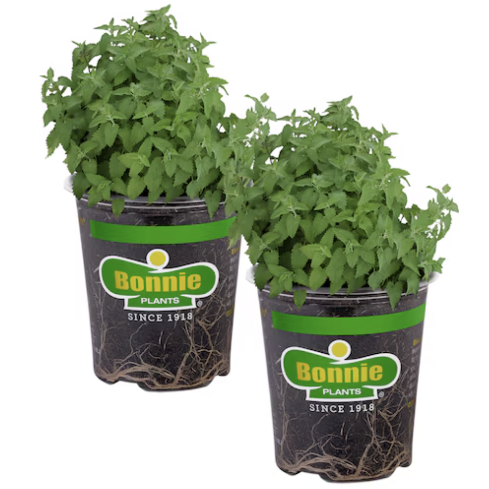 Nepeta cataria catnip plants