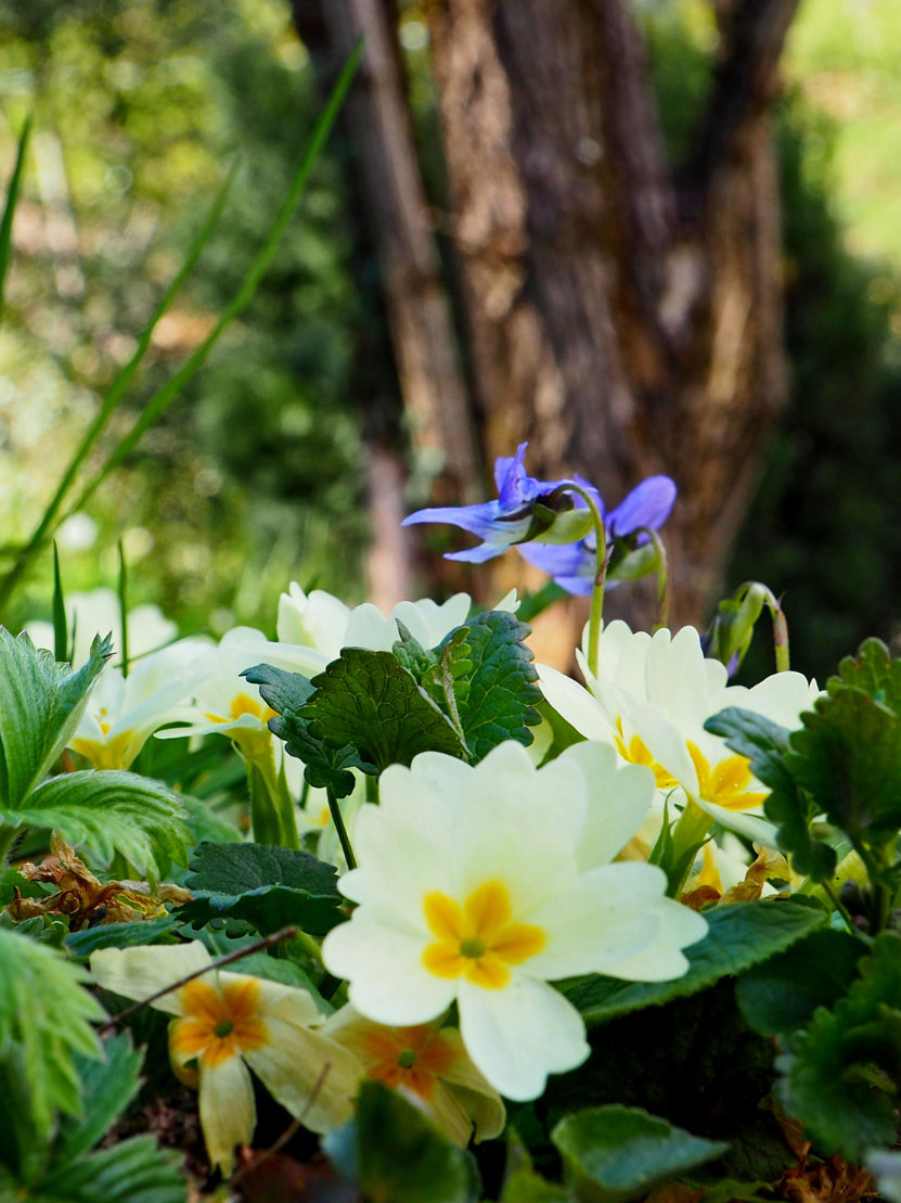 Fragile first springtime blooms under tree trunk: plae yellow primrose and elegnt blue violets in early morning sun.