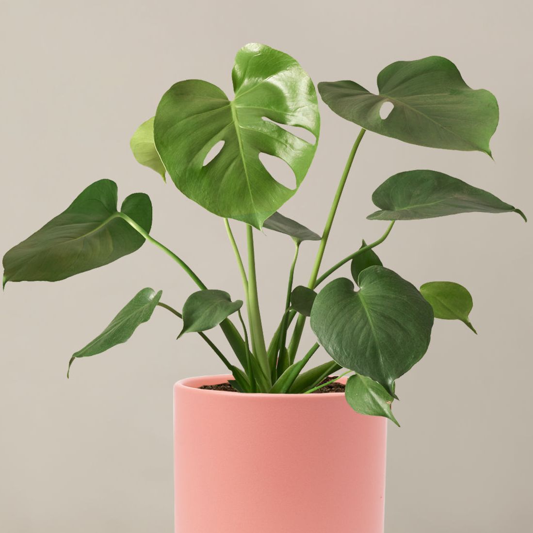 Monstera Deliciosa - Medium (12"-24" Tall) / Isabella (6.25" Wide) / Bubblegum