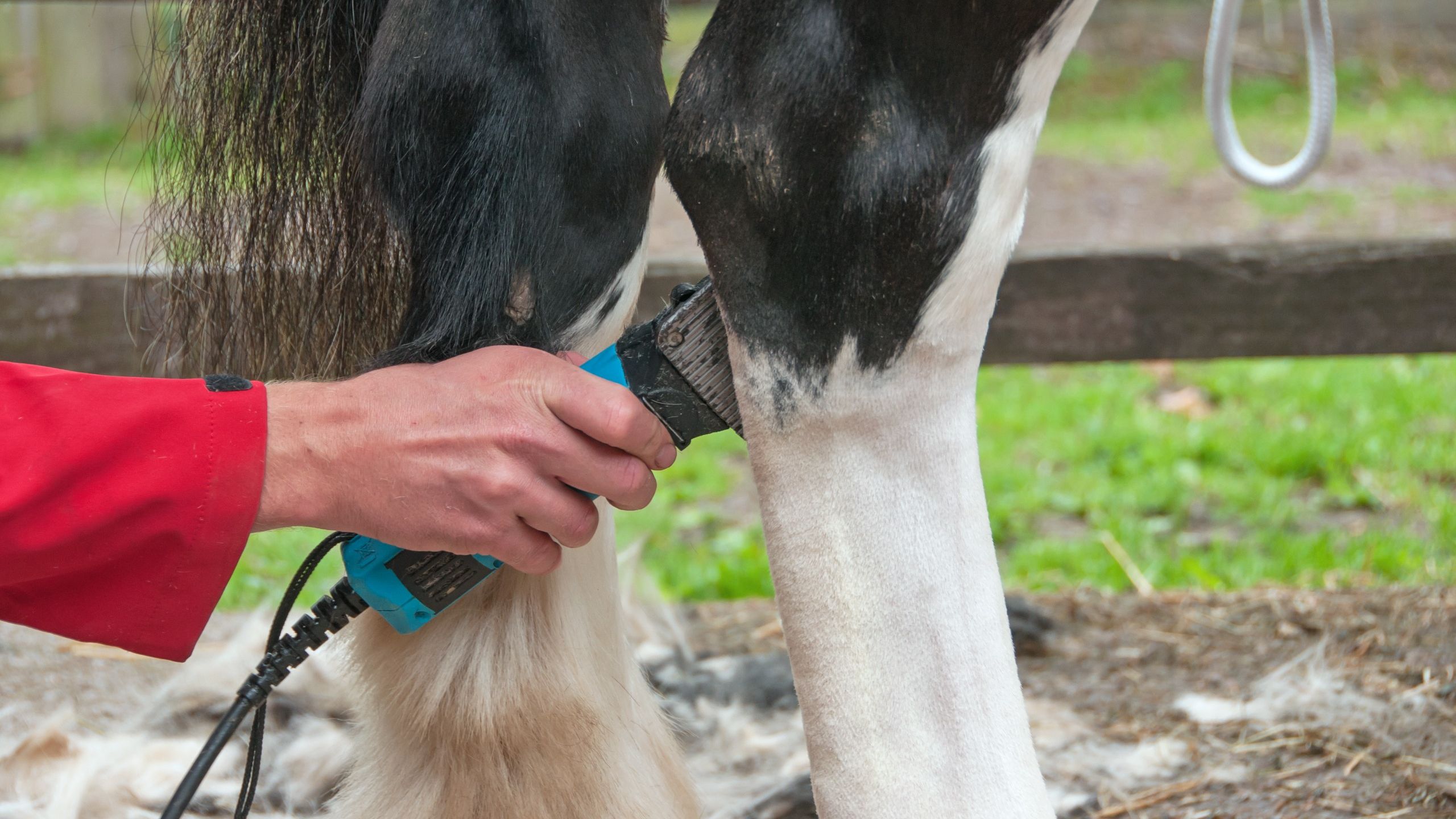 Close up of someone clipping horse&amp;rsquo;s back legs