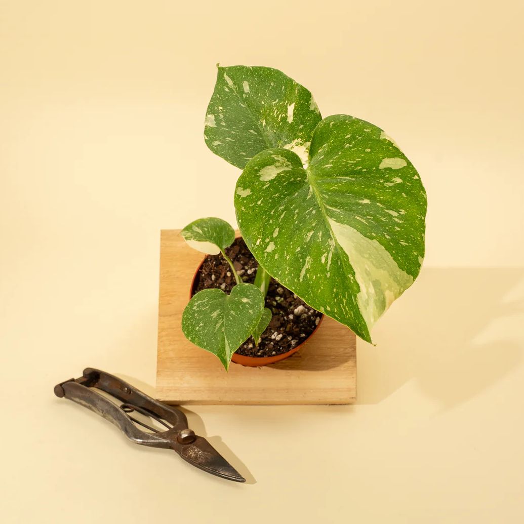 BWH Plant Co 'Thai Constellation' monstera