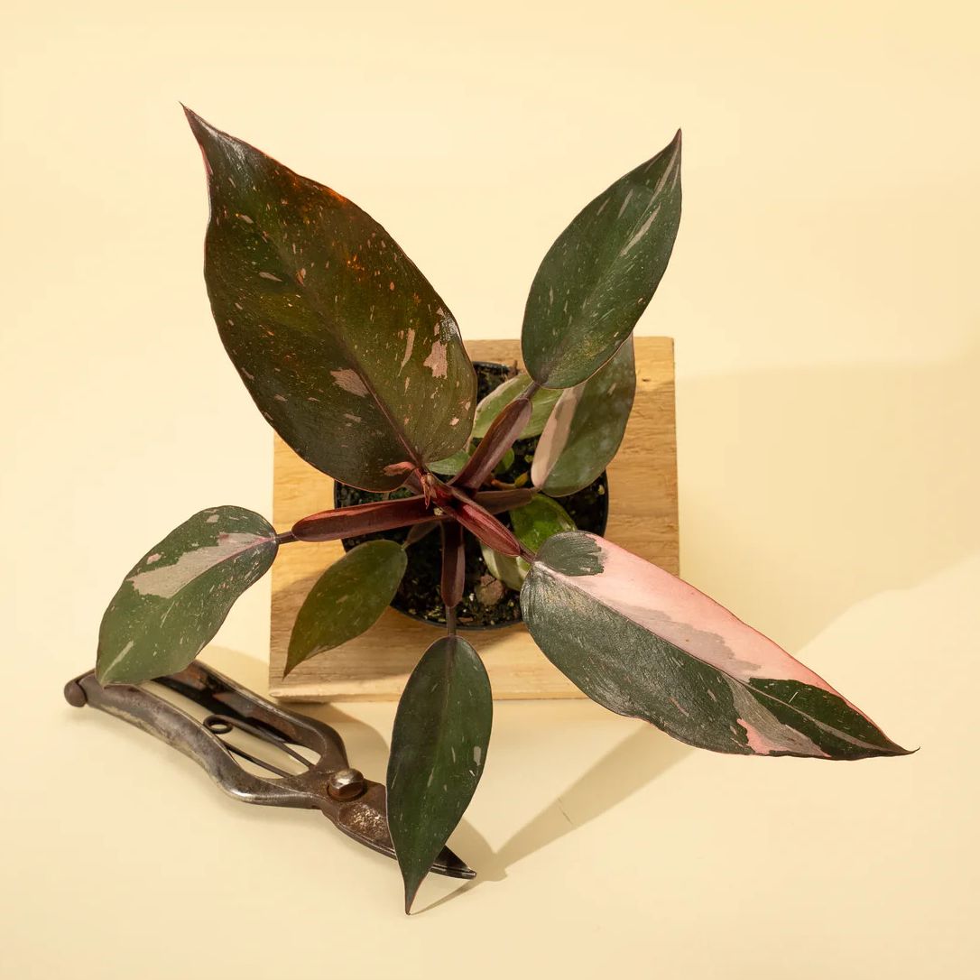 BWH Plant Co philodendron 'pink princess'