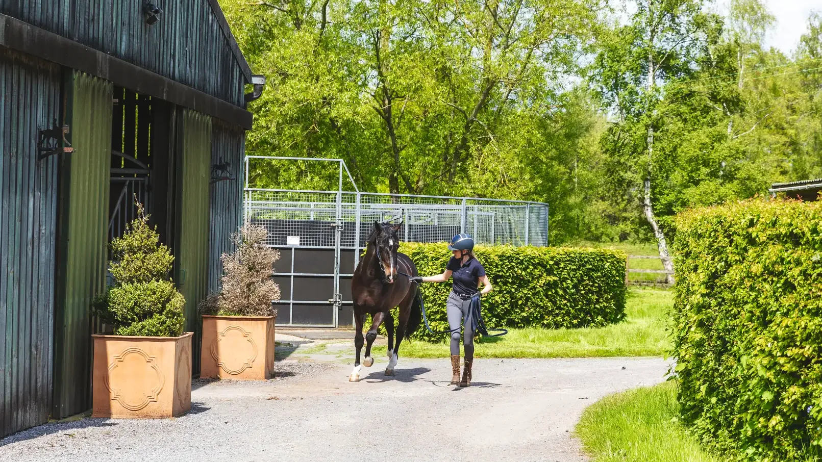 A woman leading a bay horse at a trot