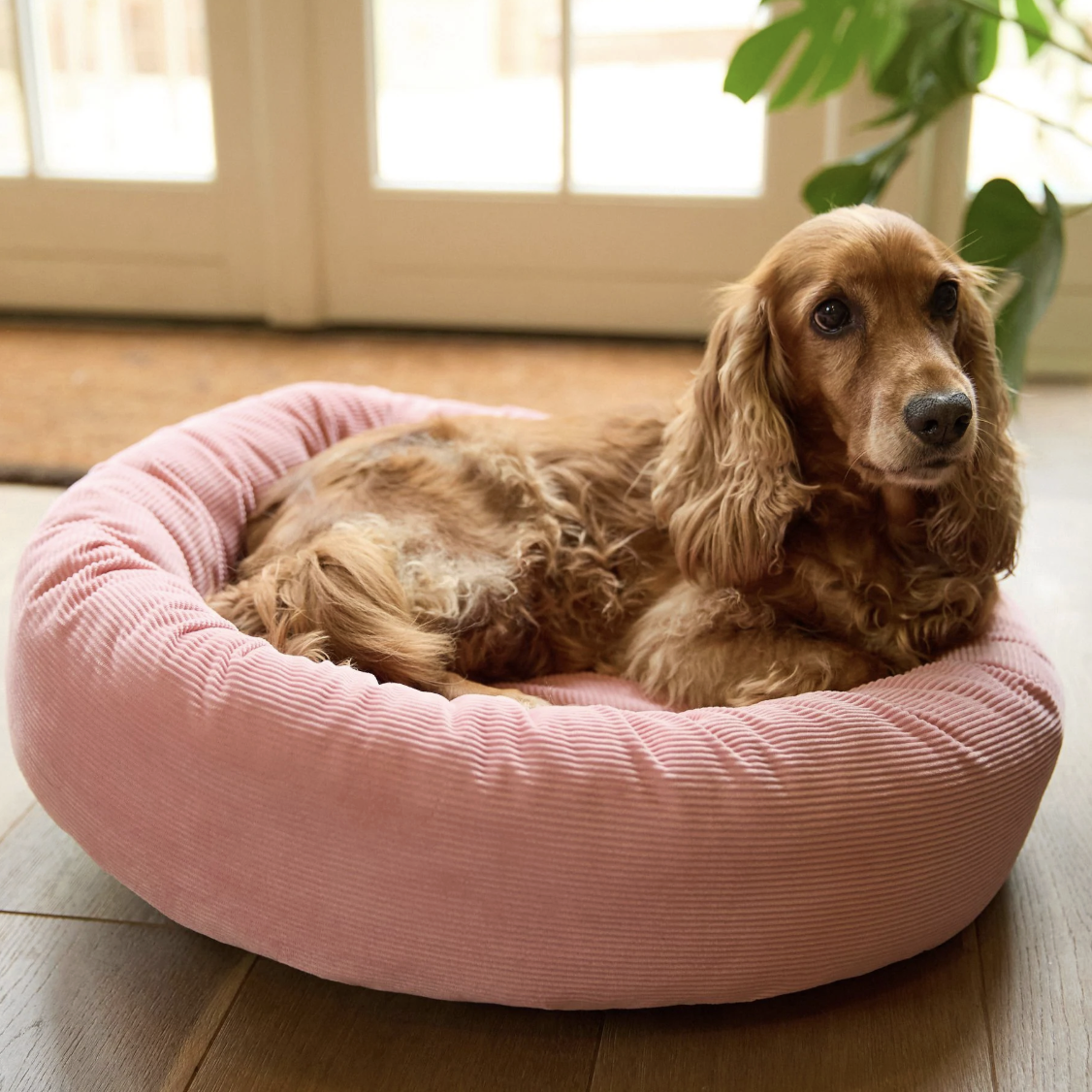 A brown dog on a corduroy pink dog bed from Next