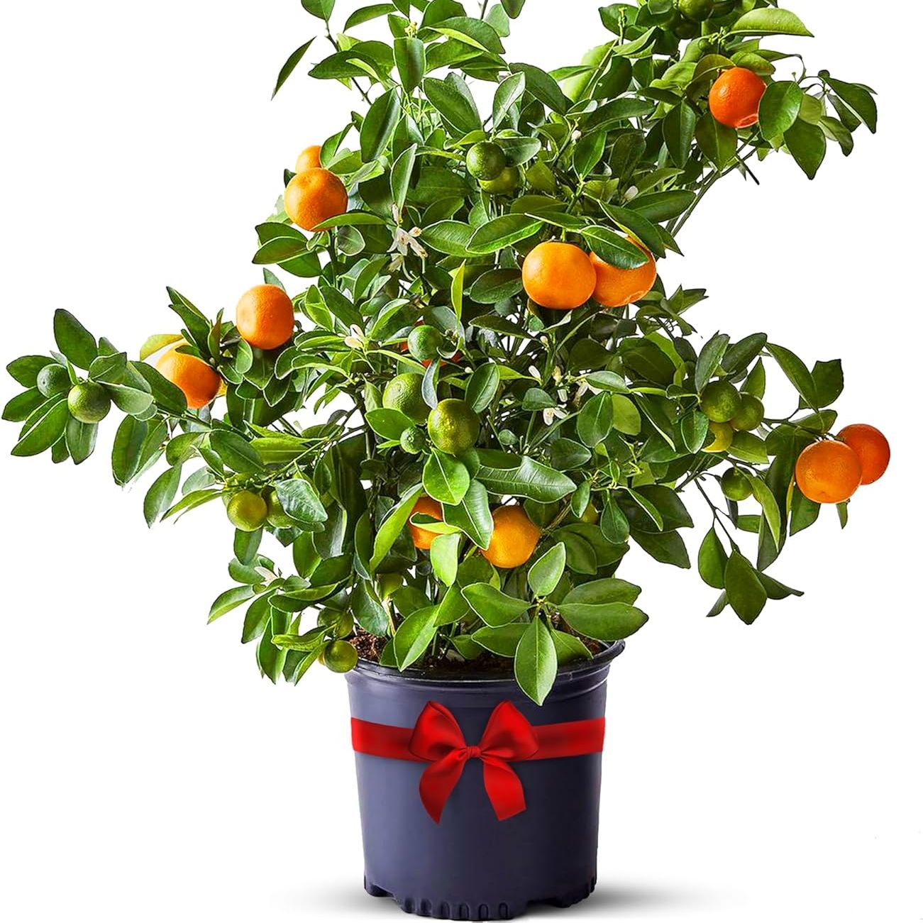 Calamondin Tree Live Plants Outdoor Plant 18-22&quot; Tall - Dwarf Indoor Fruit Trees Live Plants Cannot Ship: Ca, Az/tx/la &amp;ndash; Patio Fruit Plant Pot, Housewarming Gifts, Real Citrus Tree Pot by Via Citrus