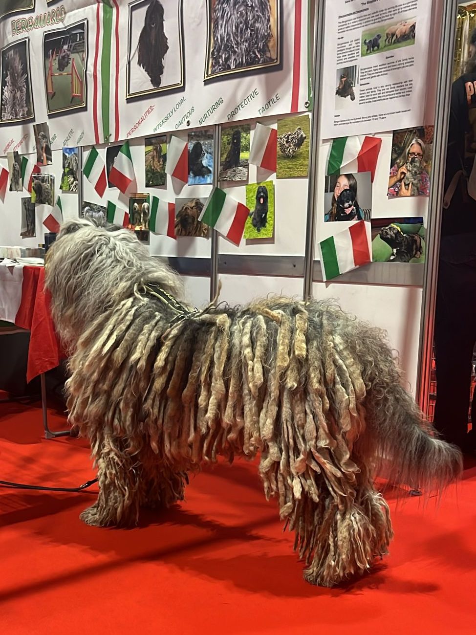 Bergamasco