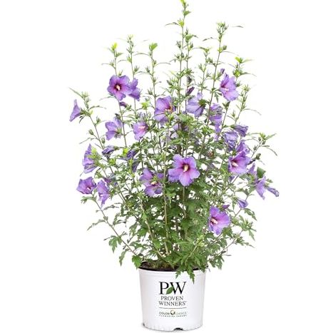 Proven Winners 2 Gal. Paraplu Violet Rose of Sharon (hibiscus) Shrub