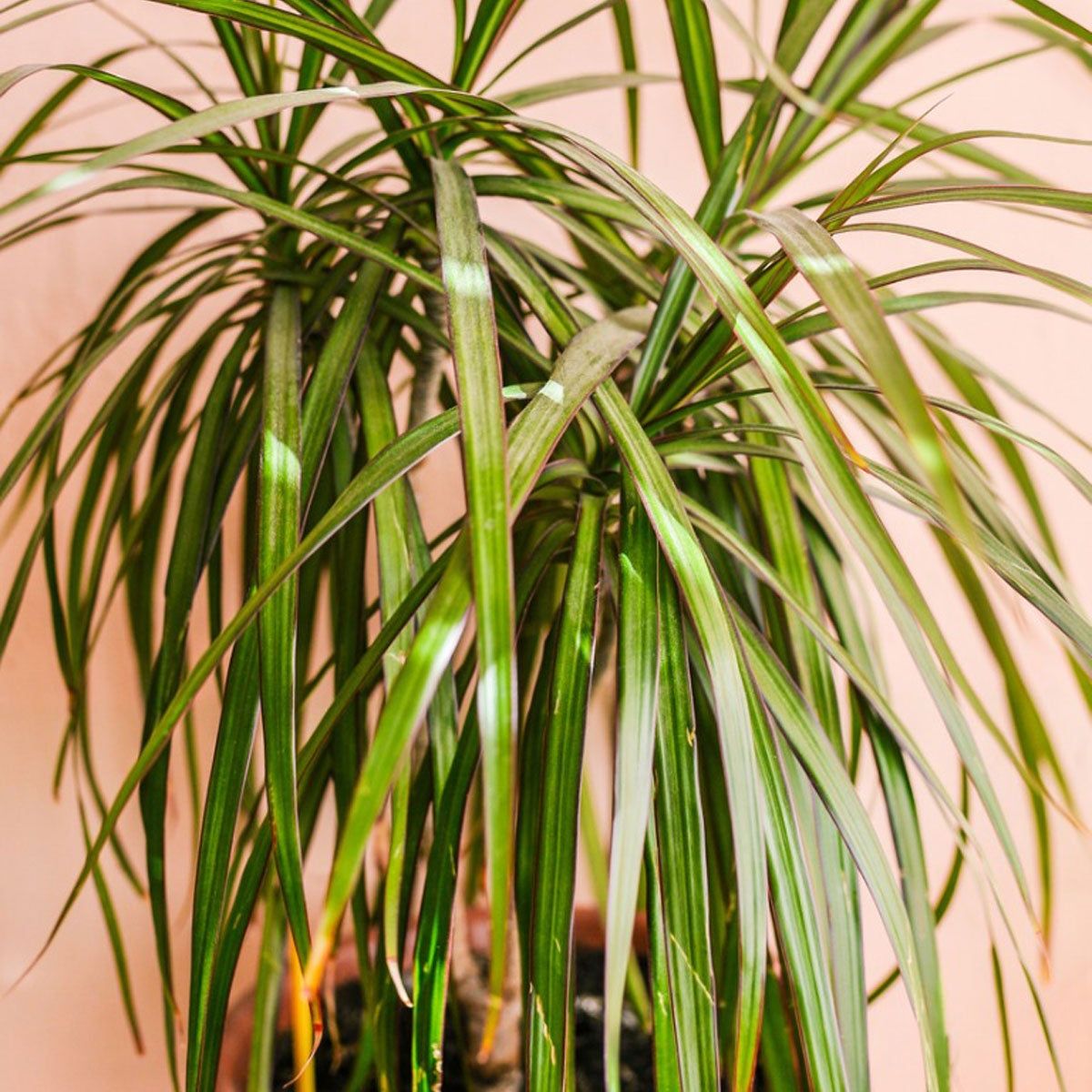 Skinny Leaves On Plants  Information About Leaves That Are Long And Thin |  Gardening Know How