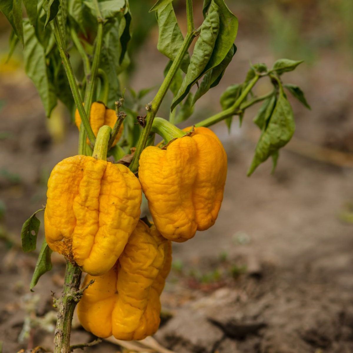 Peppers Are Wilting: What To Do For Wilted Pepper Plants | Gardening Know  How