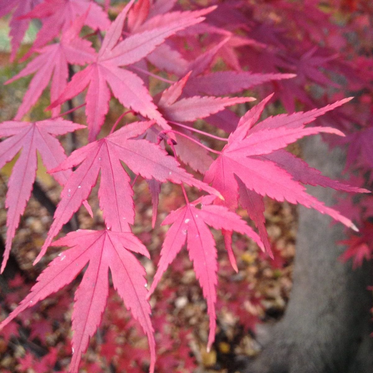 任天堂 - 【メープル】 Buy 80s Games Console Online In India - Etsy India