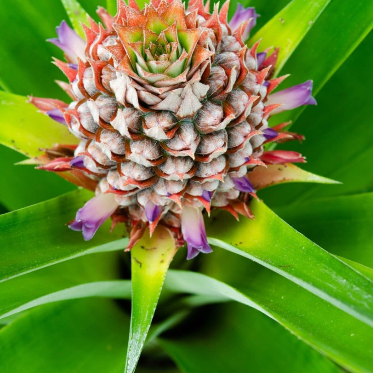 Pineapple Flowering Houseplant - How To Grow Pineapple Bromeliad Varieties  Indoors | Gardening Know How
