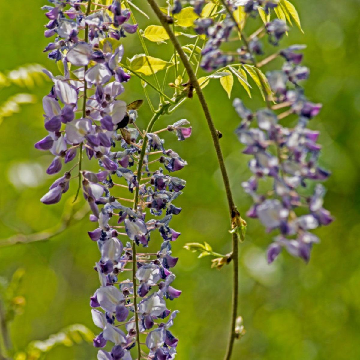 was hilft gegen läuse an zimmerpflanzen Florfliegenlarven-Eier gegen Blattläuse, Wollläuse