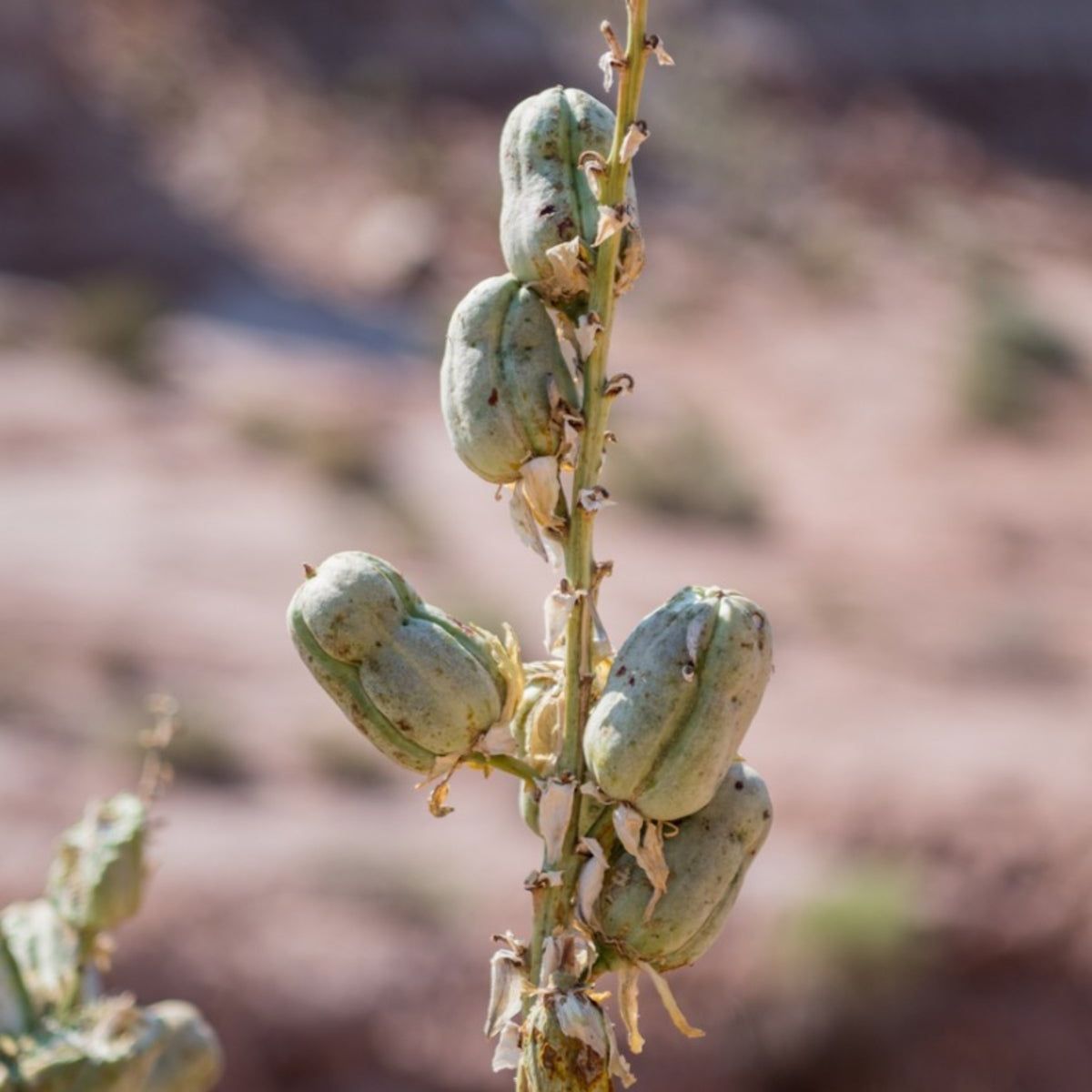 Learn How To Propagate A Yucca Plant | Gardening Know How