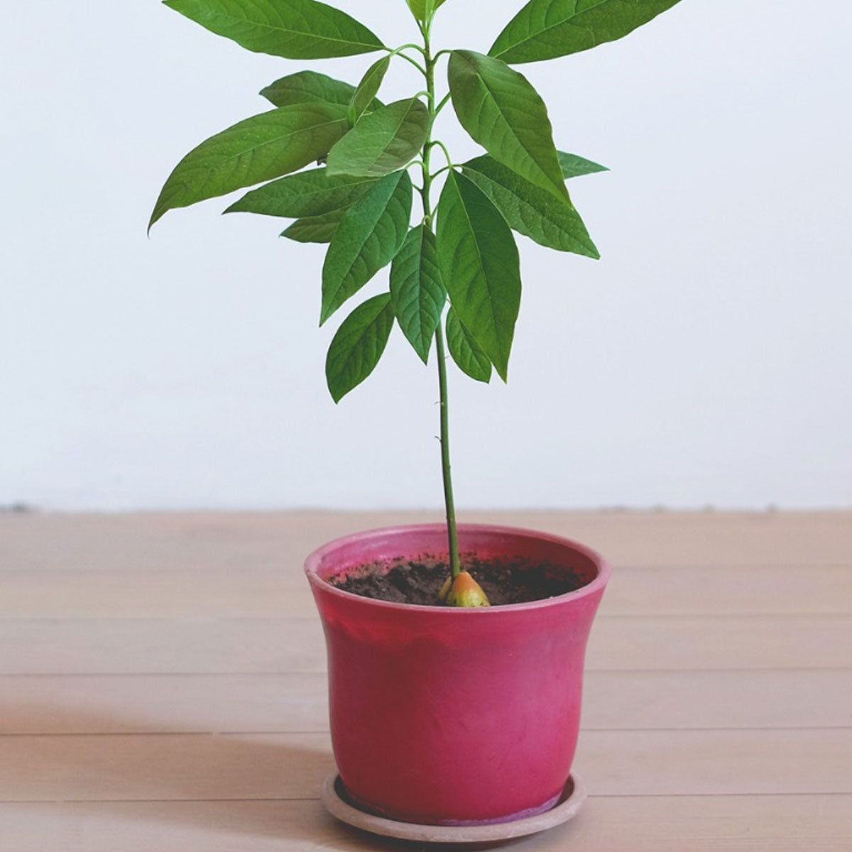 Avocado Repotting Guide  When And How To Repot An Avocado | Gardening Know  How