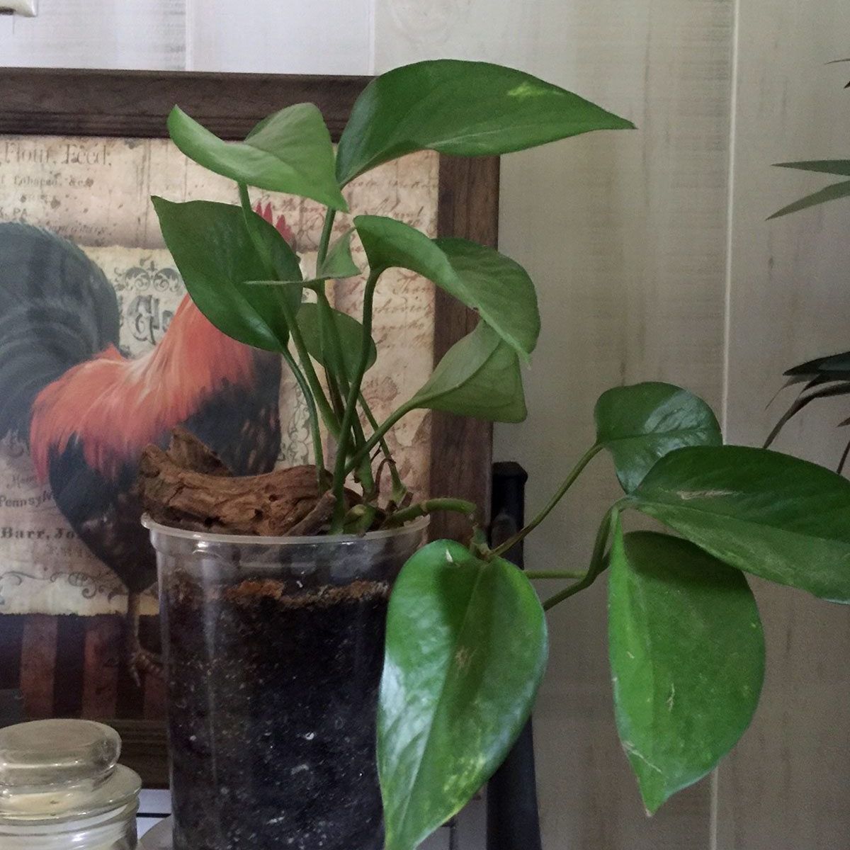 Problems With Pothos Plants - What To Do For Stunted Pothos Plants |  Gardening Know How