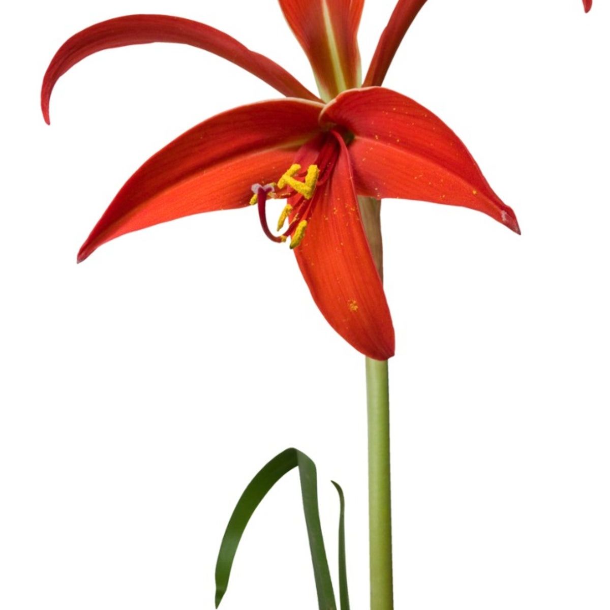 *liLy*さま CUyUrUyVk6zXsdP7594tnJ.jpg