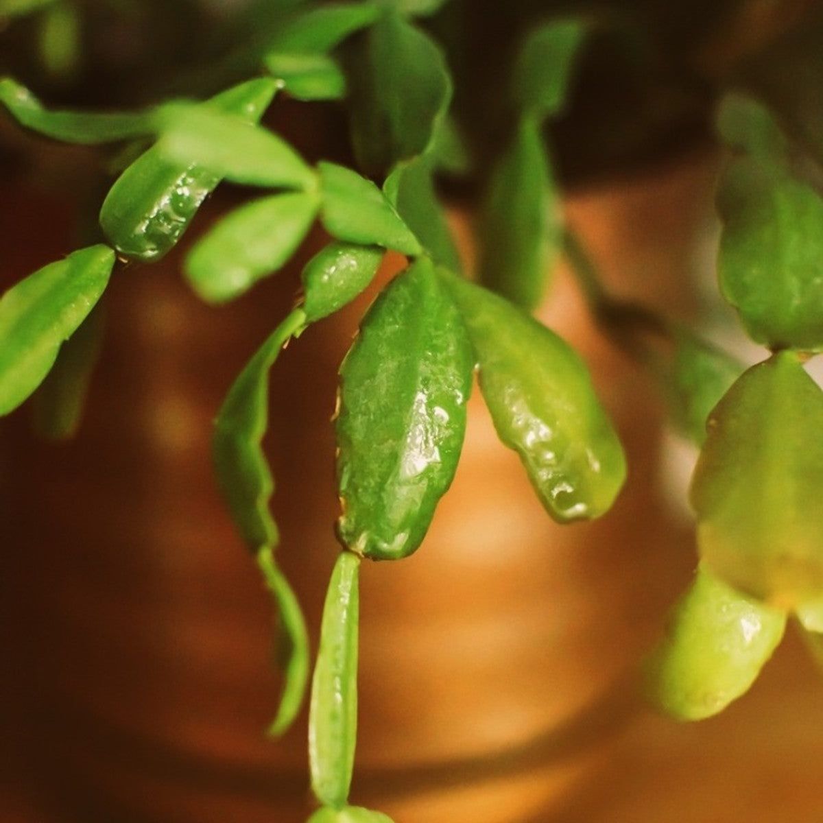 Identify & Cure Christmas Cactus Diseases To Save Your Plant | Gardening  Know How