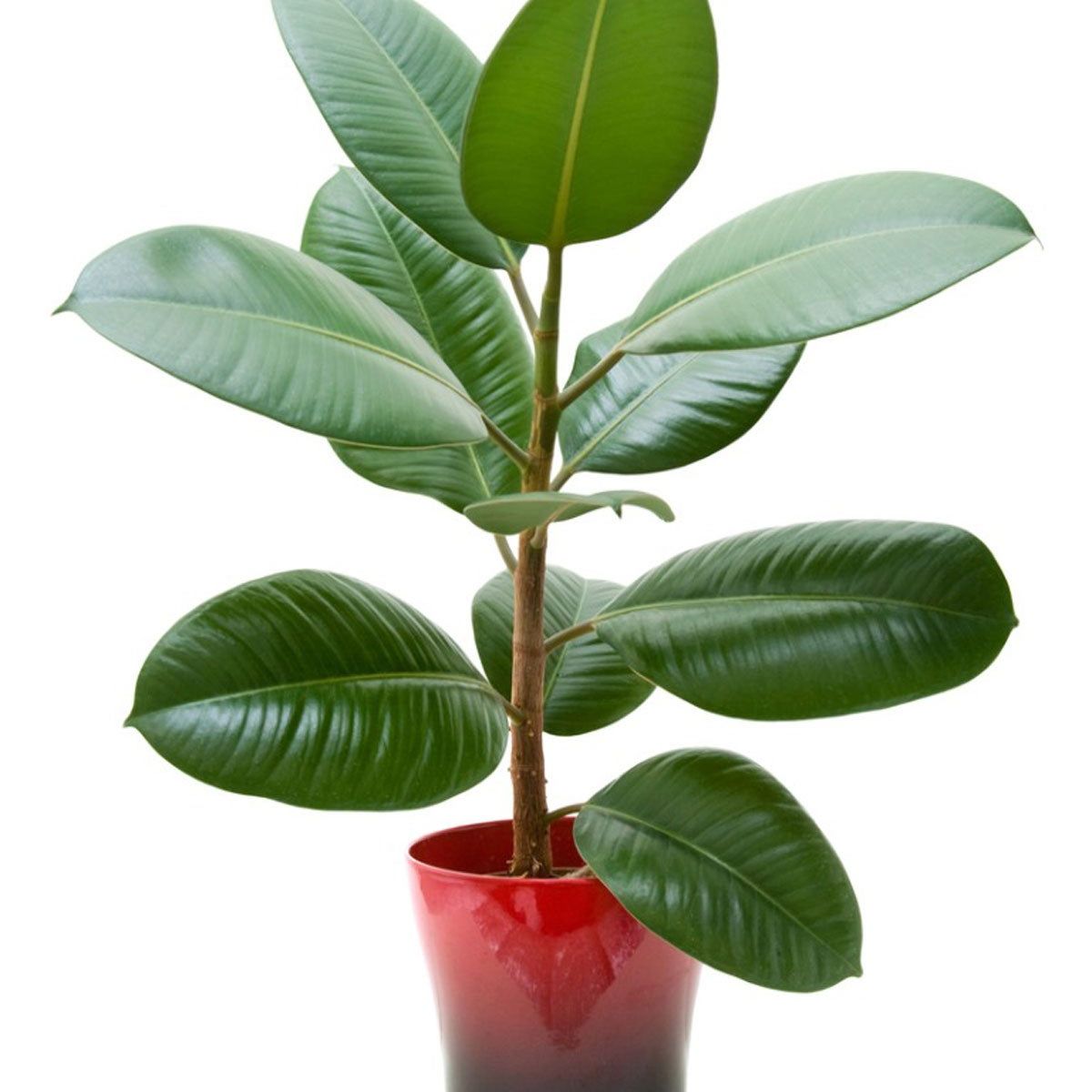 Information On Growing Rubber Tree Houseplants | Gardening Know How