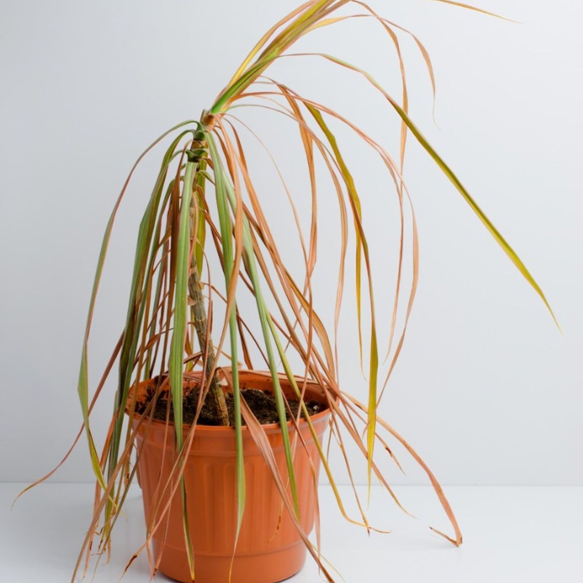 large philodendron Nearly Natural 30in. Large Philodendron Leaf Artificial Plant in Decorative Planter main image 1