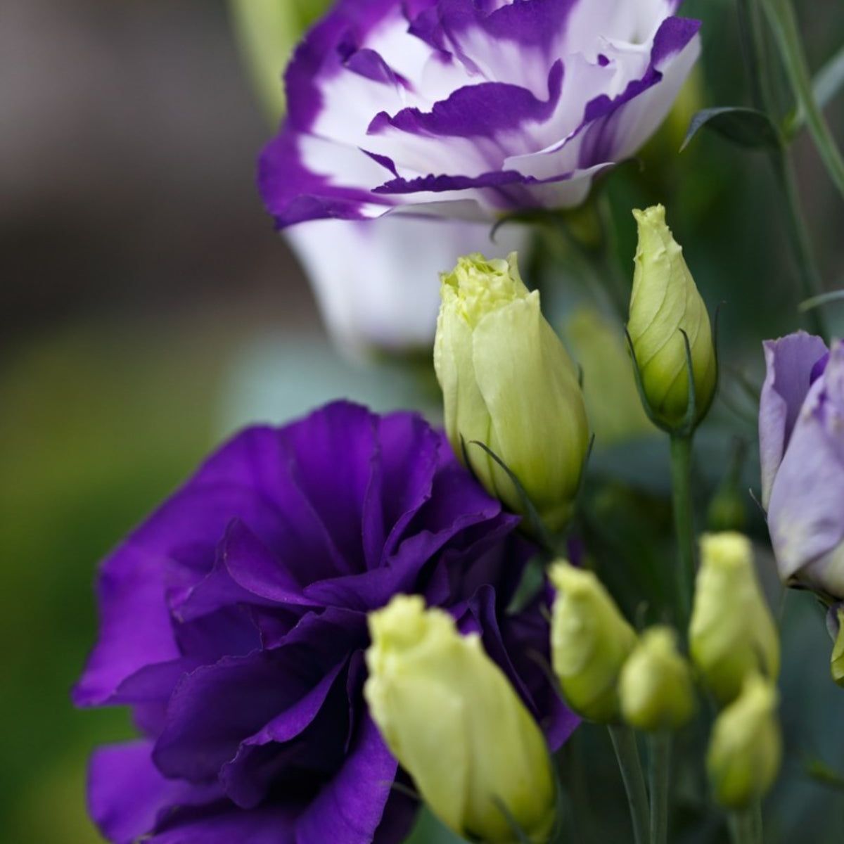 Lisianthus Plants: Learn How To Grow Lisianthus Flowers | Gardening Know How