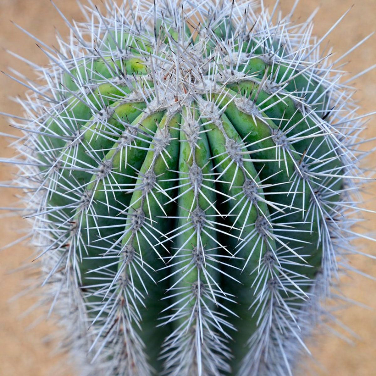 What Is An Elephant Cactus  Elephant Cactus Care Guide | Gardening Know How