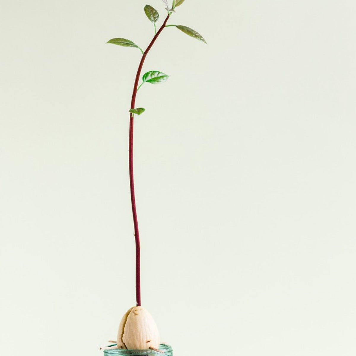 Avocado Plant Too Leggy: Tips On Fixing Leggy Avocados | Gardening Know How