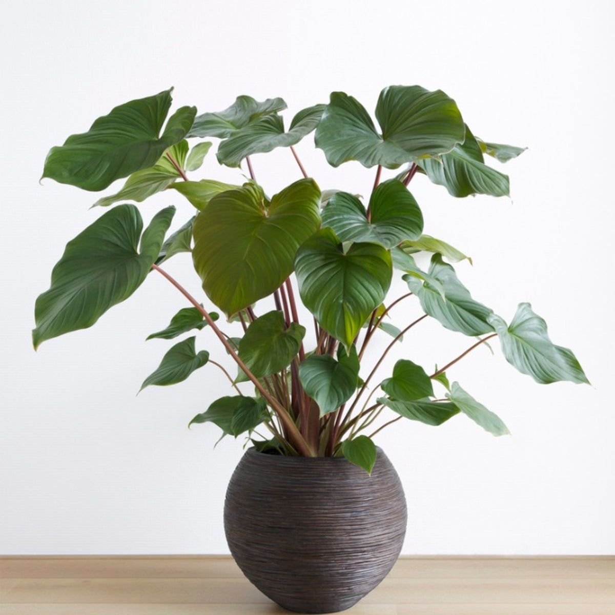philodendron verliert blätter Philodendron warszewiczii – Jungle Leaves