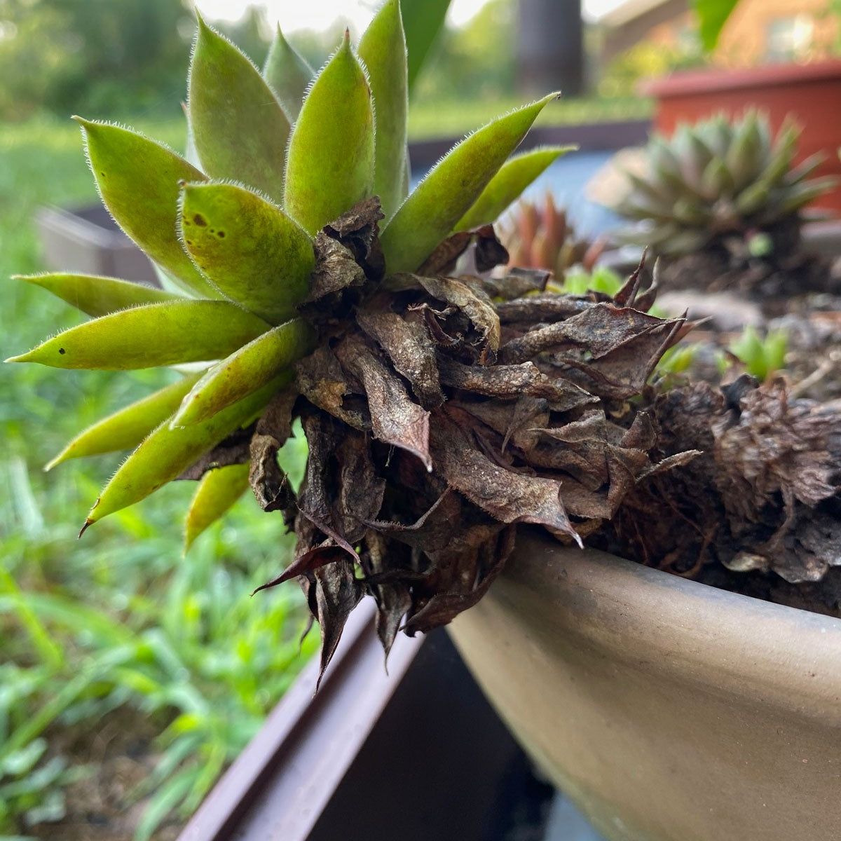 Why Are Hen And Chicks Dying  Saving A Dying Sempervivum Plant | Gardening  Know How