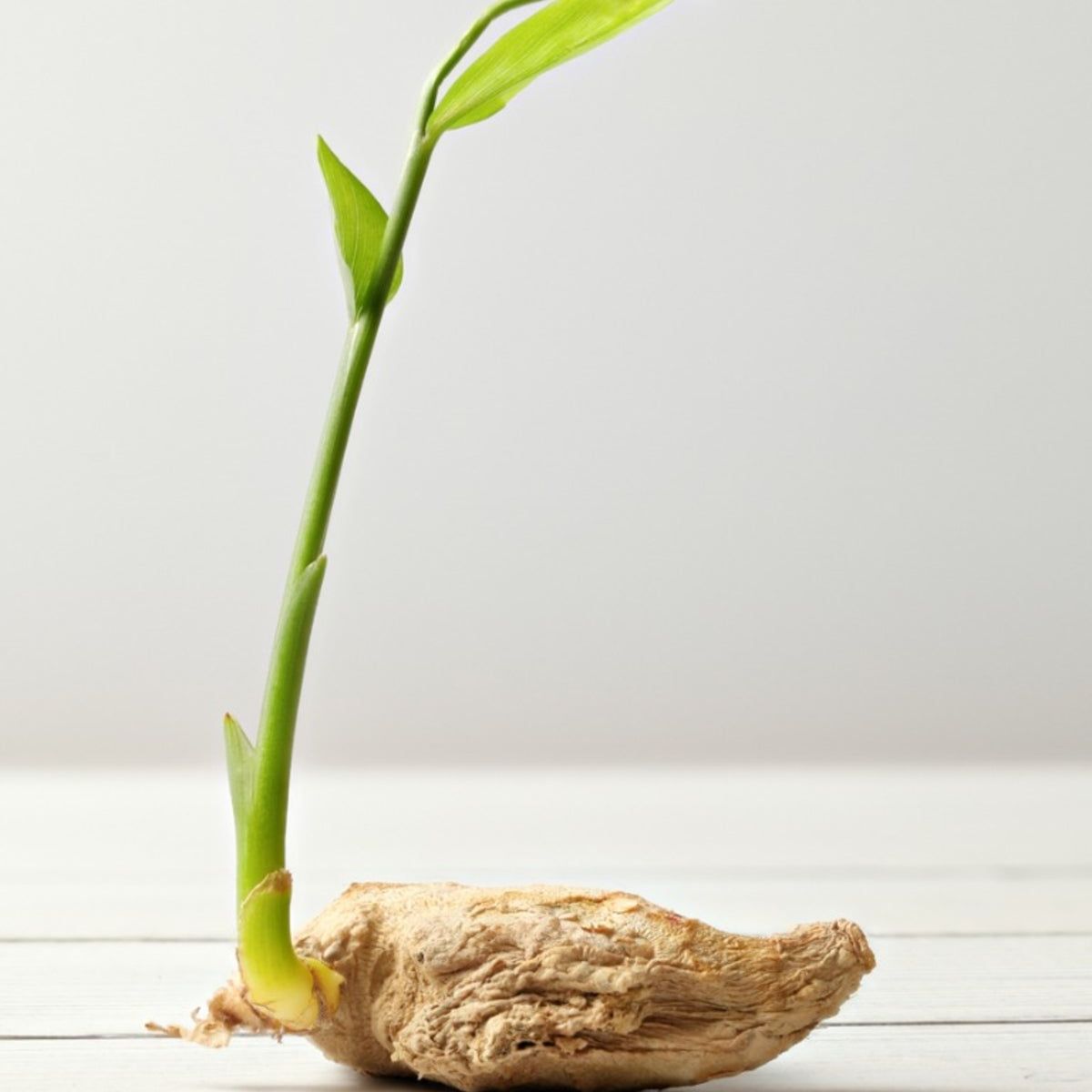 How To Grow Ginger Root - Planting Ginger Plant In Your Herb Garden |  Gardening Know How