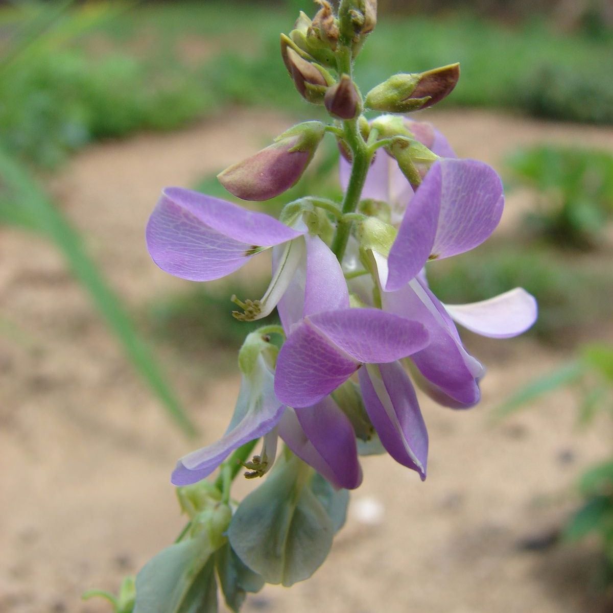Desmodium Information: Tips For Growing Desmodium Plants | Gardening Know  How