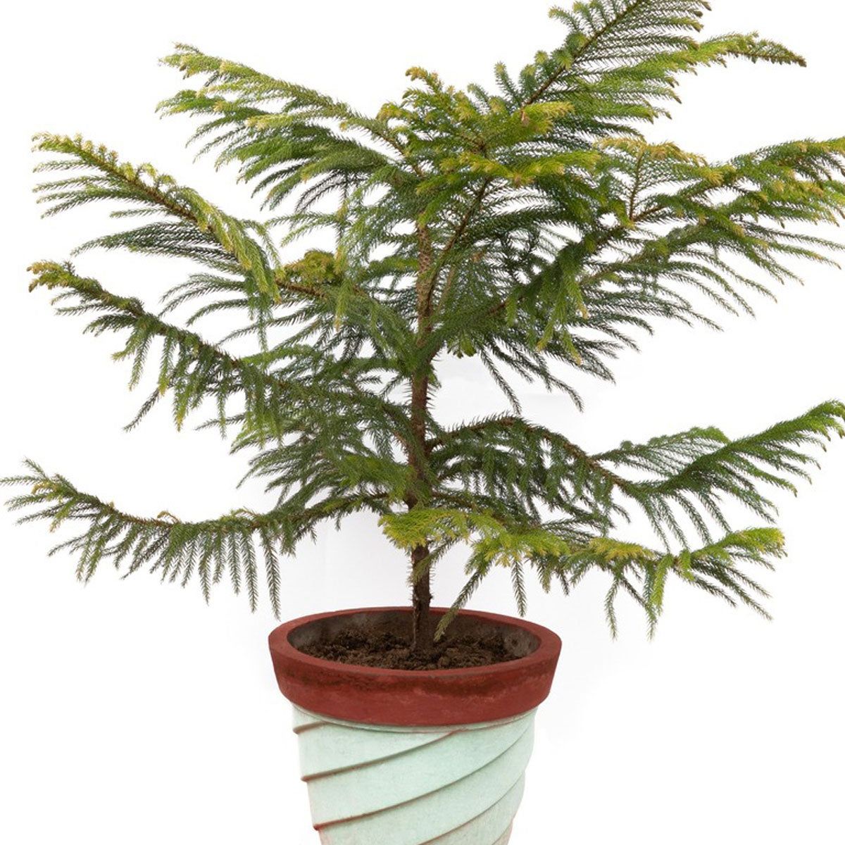 alte olivenbäume bilder 100 Jahre alter Olivenbaum Olea europaea aus Spanien auf Lager Sale% –  möbel-outlet-24