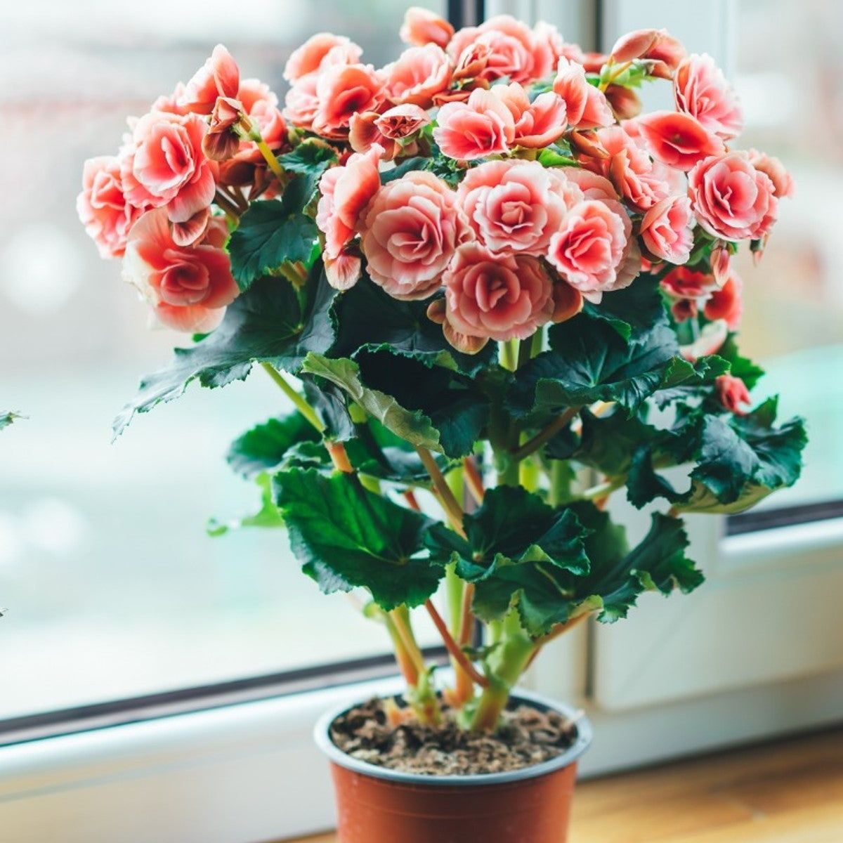 buy rose plants Queen Of Elegance Floribunda Rose main image 1
