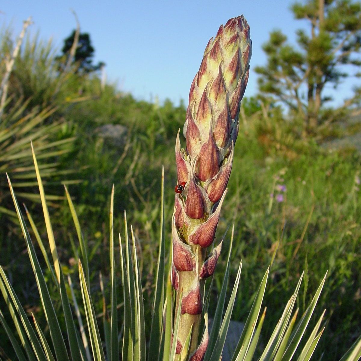 Is Yucca Edible: Information On Growing Yucca For Food | Gardening Know How