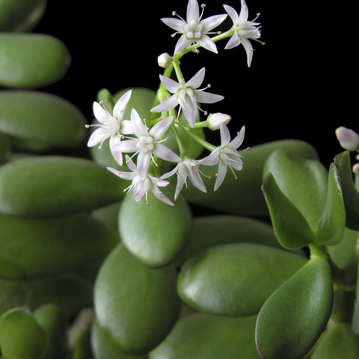 Does A Jade Plant Bloom: What Are Jade Plant Flowering Requirements |  Gardening Know How