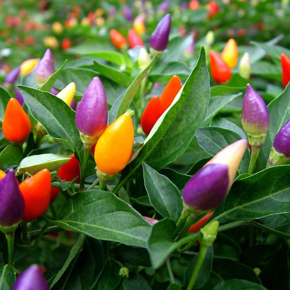 Ornamental Pepper Planting - Tips For Growing Ornamental Peppers |  Gardening Know How