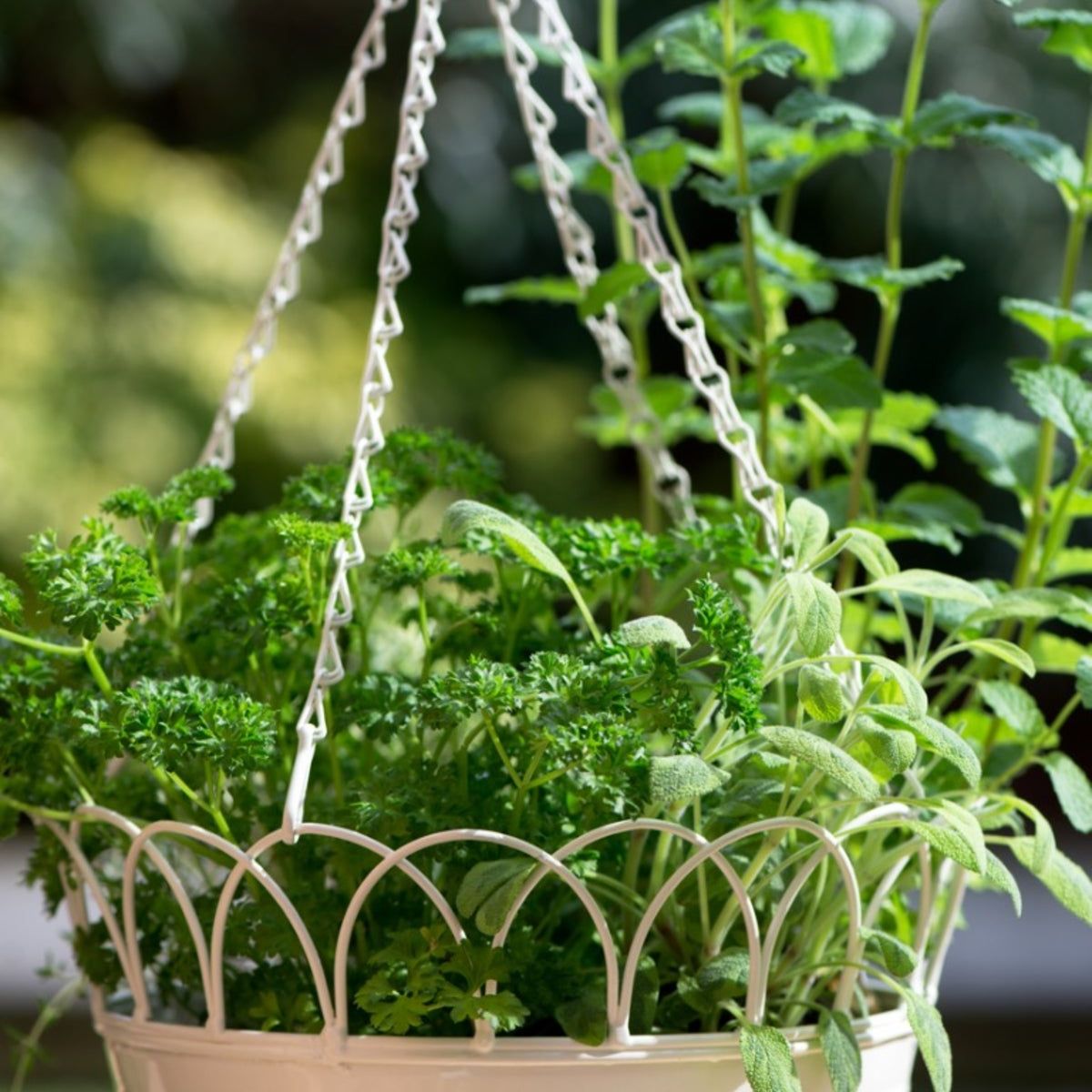 rubber plants indoor Rubber Plant