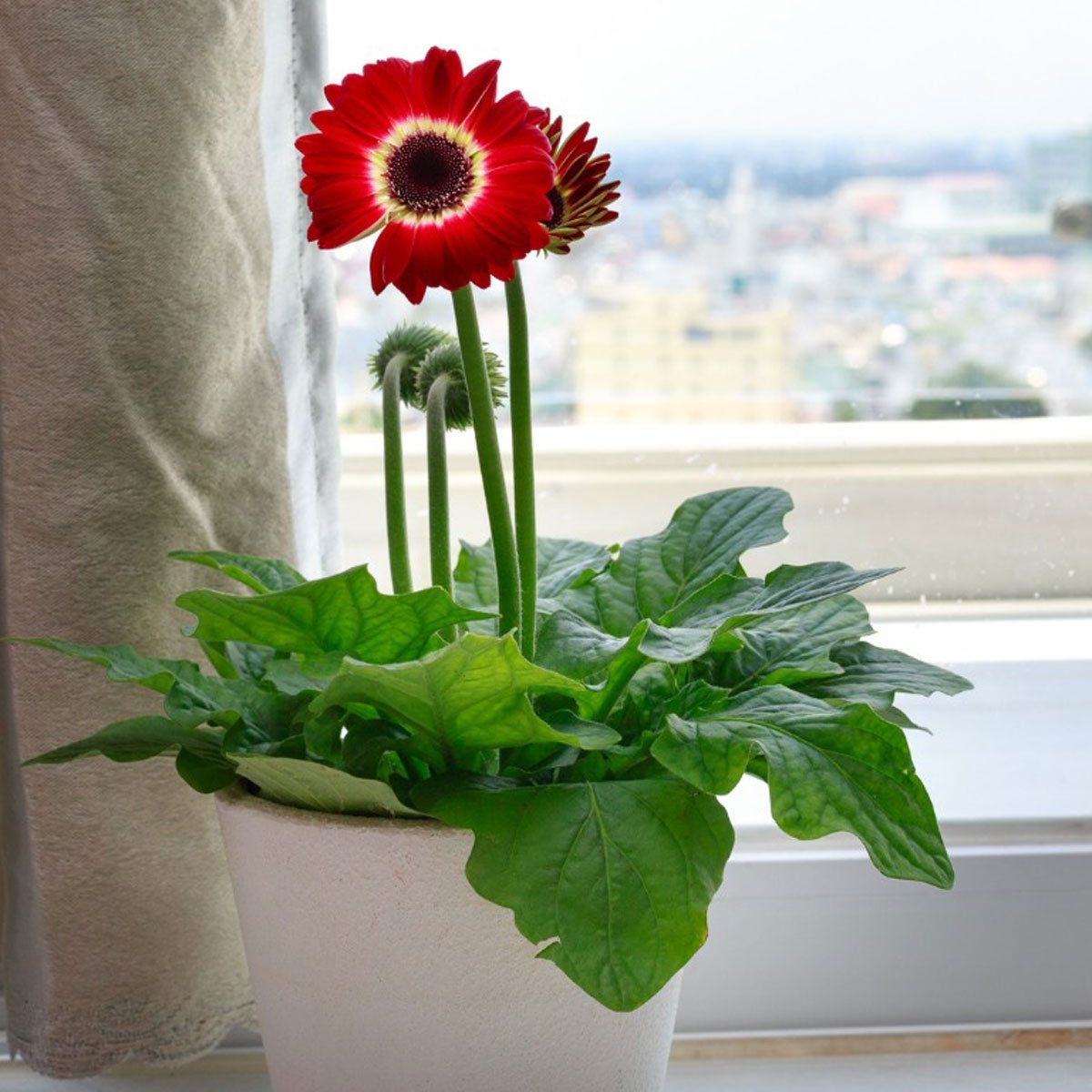 Overwintering Potted Gerberas  What To Do With Gerbera Daisies In Winter |  Gardening Know How