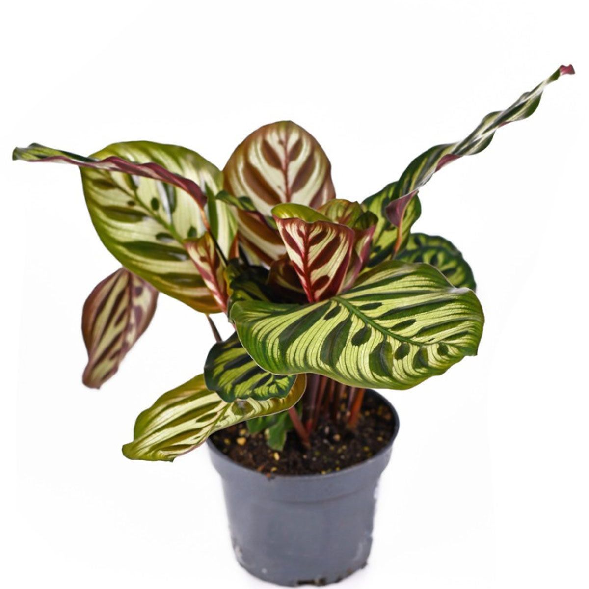Calathea Plant Propagation  Tips For Propagating Calathea Plants |  Gardening Know How