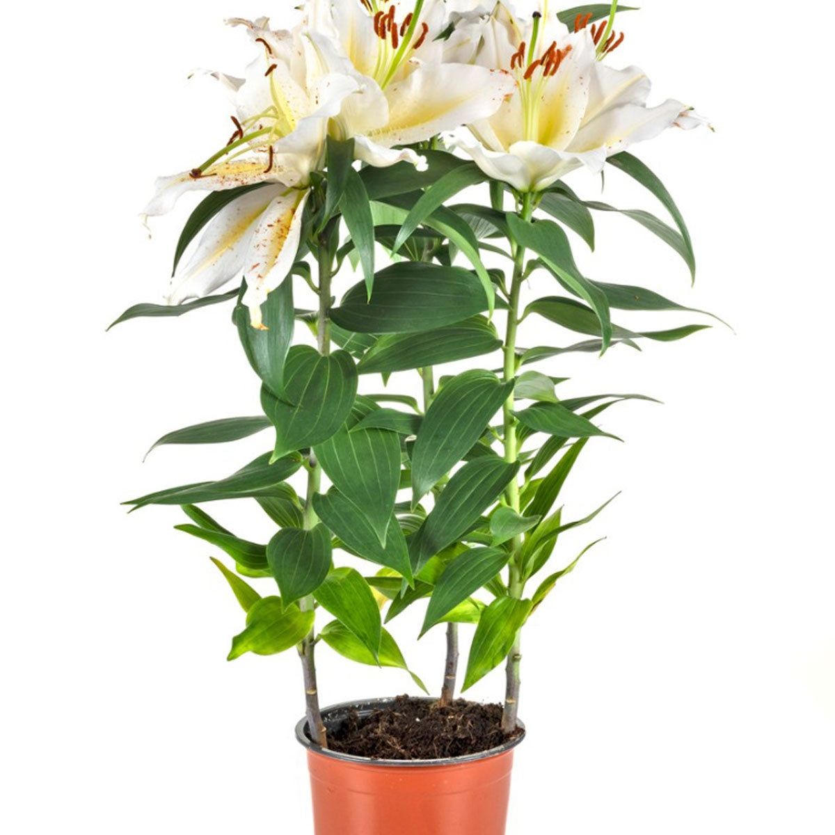 Container Grown Lilies: How Do You Take Care Of Lilies In Pots | Gardening  Know How