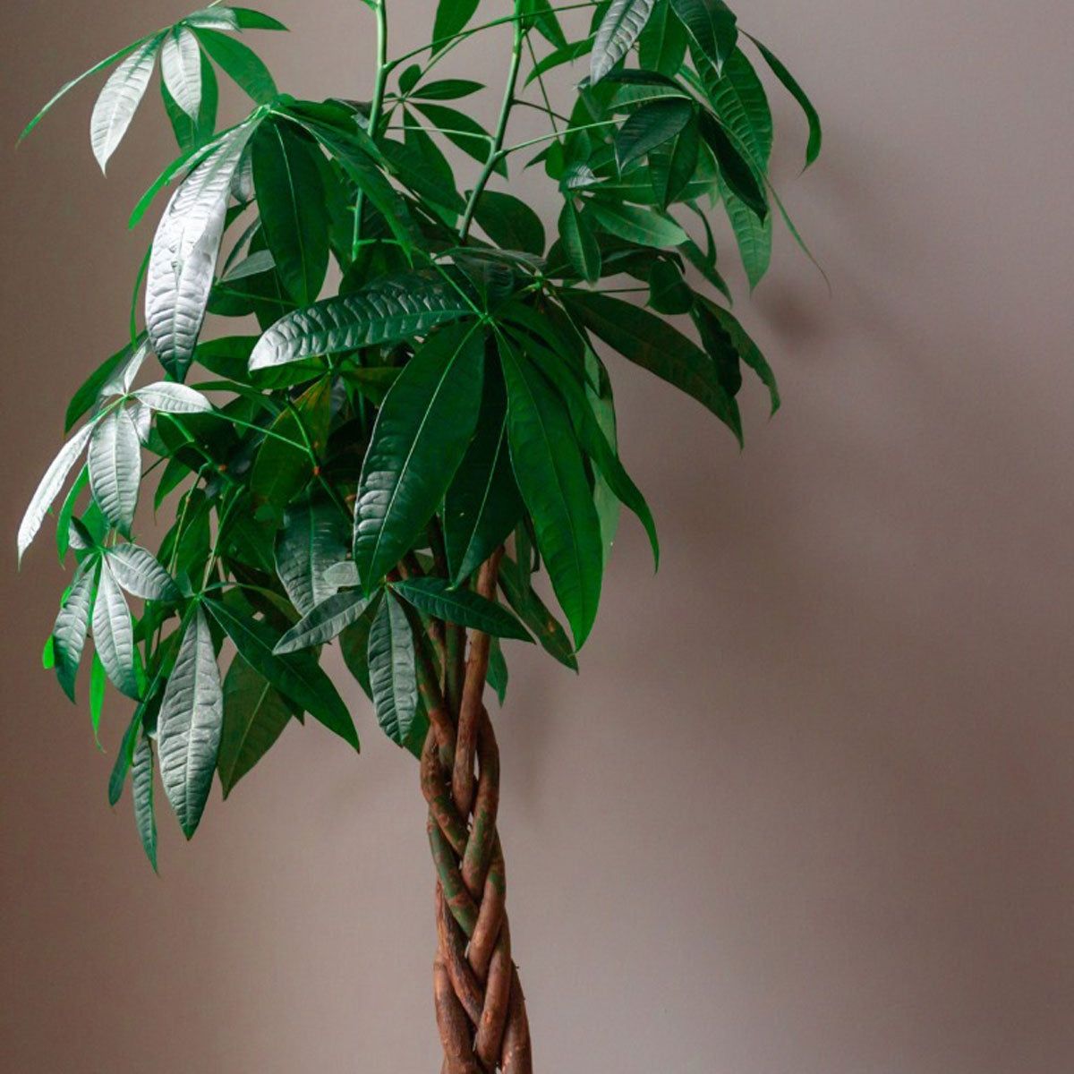 Pachira Money Tree - Learn How To Care For Money Tree Plants | Gardening  Know How