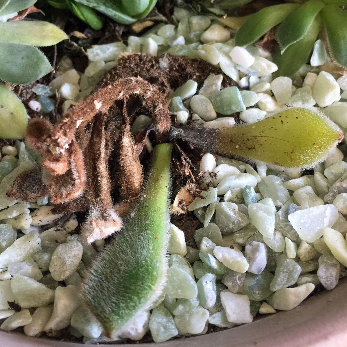 Succulent Root Rot Control  What To Do About Rotting Succulent Roots |  Gardening Know How