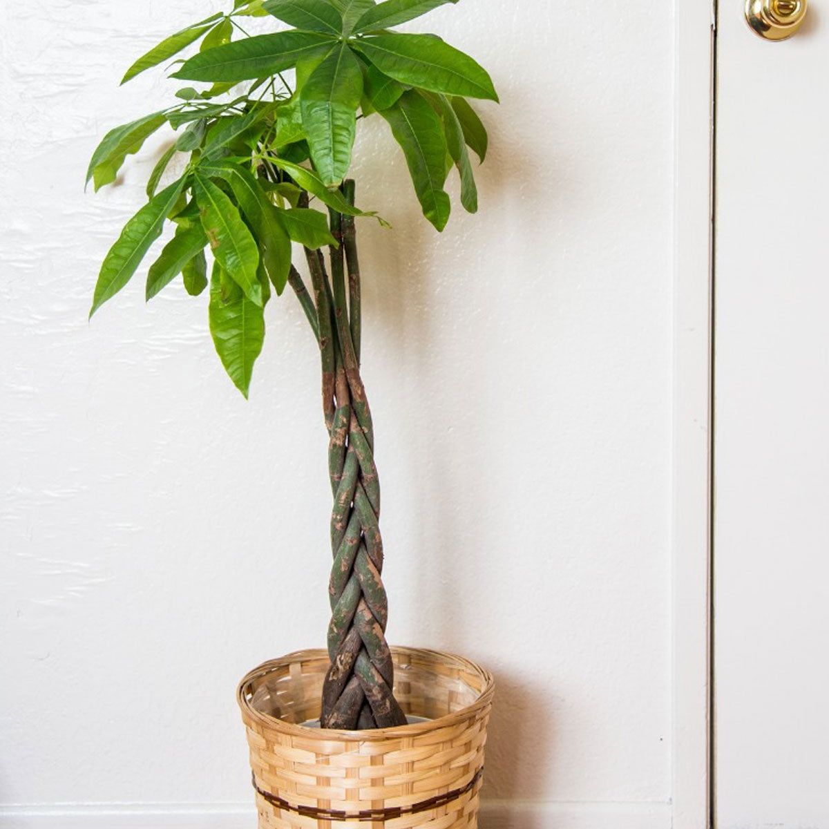 Money Tree Reproduction Methods: How To Propagate A Money Tree | Gardening  Know How, image size:1200x1200