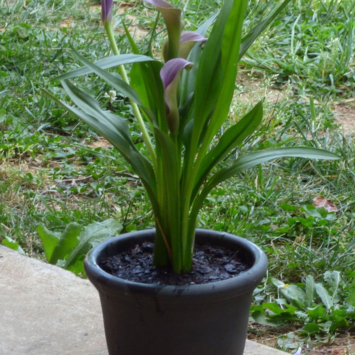 house plants palm varieties Parlor Palm