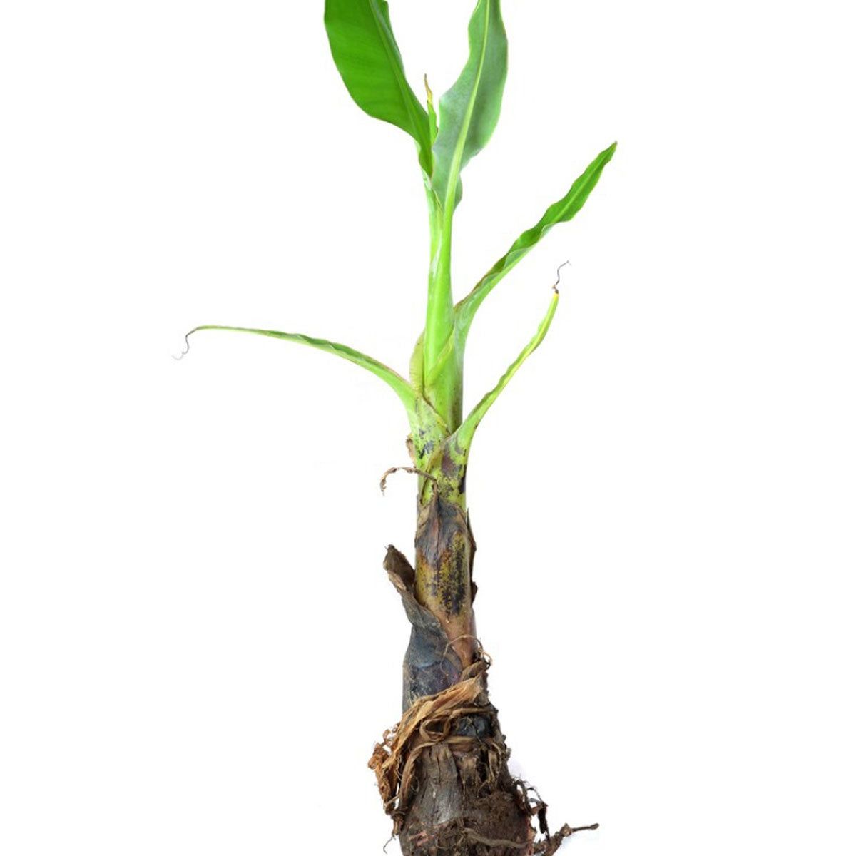 What Are Banana Plant Pups: How To Separate Banana Tree Offsets | Gardening  Know How