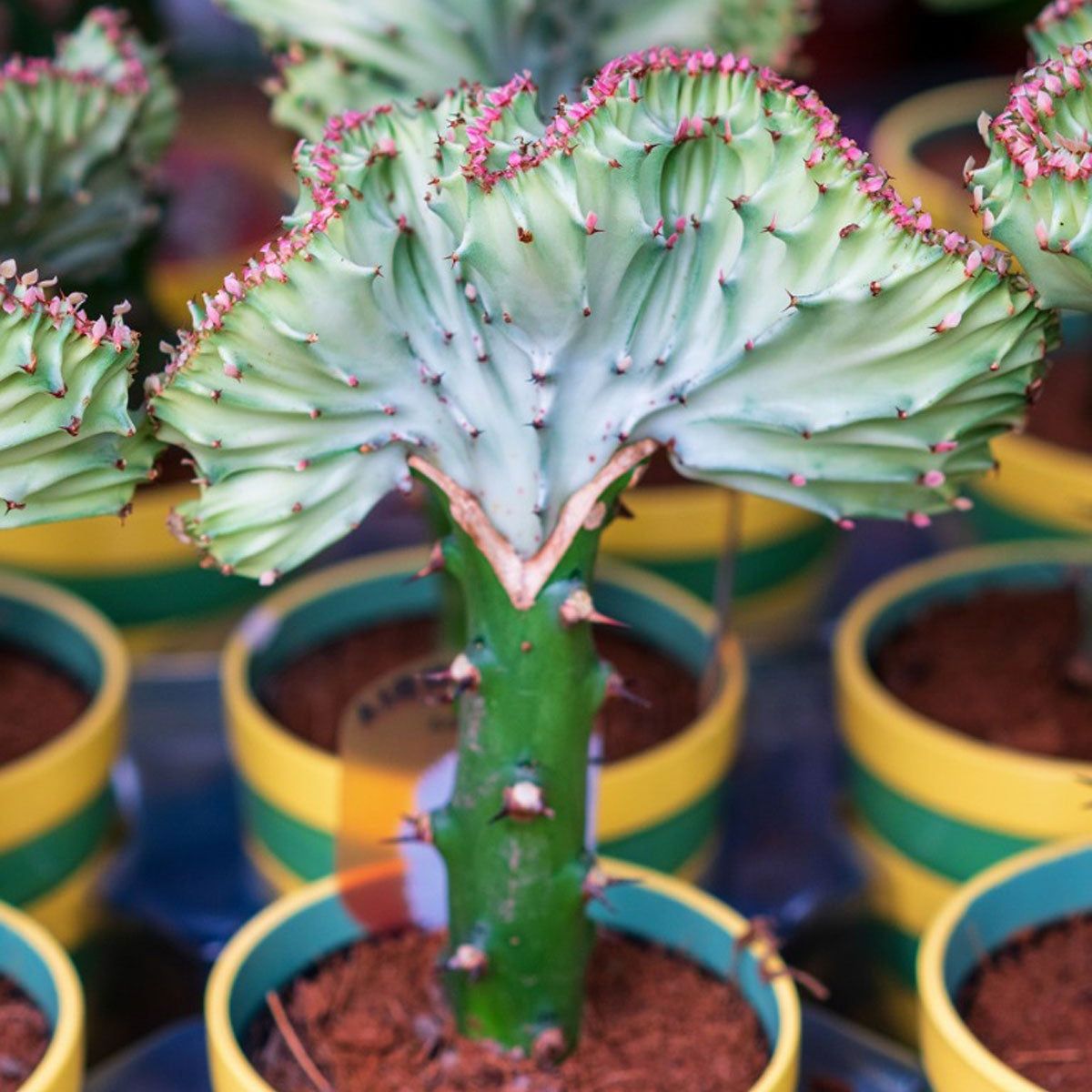 Mermaid Succulent Plants  Succulent Mermaid Tail Plant Info | Gardening  Know How